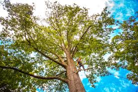 Best Storm Damage Tree Cleanup  in East Cleveland, TN