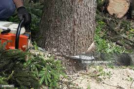 Best Tree Maintenance Programs  in East Cleveland, TN