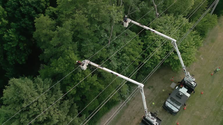 Best Hazardous Tree Removal  in East Cleveland, TN