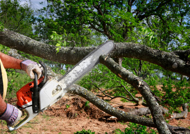 Best Tree Cabling and Bracing  in East Cleveland, TN
